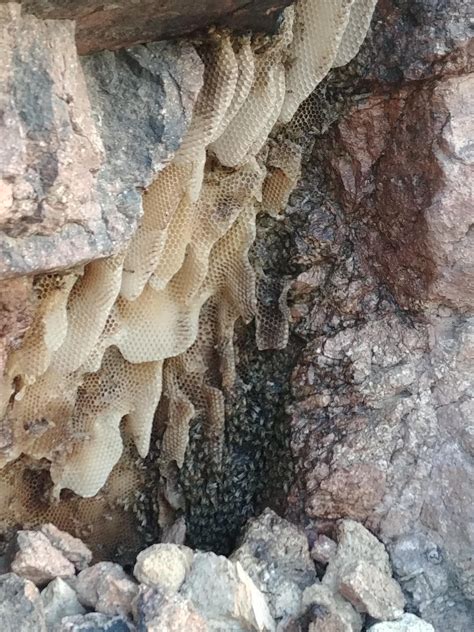 Peep the fly boys I found while hiking in Arizona! : r/bees