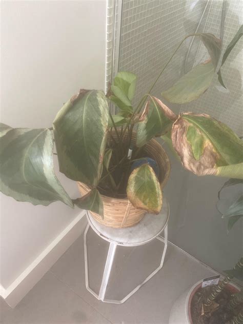 Plant leaves browning : r/houseplants