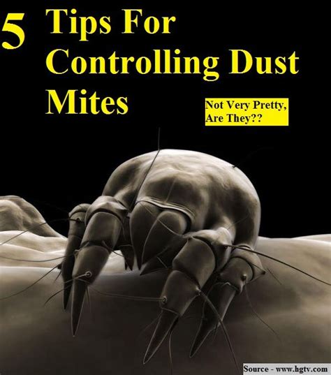 5 Tips For Controlling Dust Mites | Tips, Dust mites, Dust