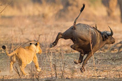 Lion Running After Prey