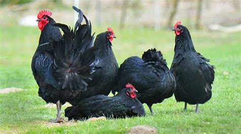 Galinha Australiana - Galinha Australorp: Características, Preço, Ovo, Como Criar e Fotos ...