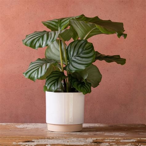 buy calathea goeppertia orbifolia