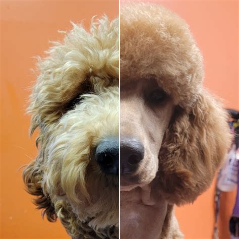 Dog Grooming Boise - Adventure K-9 Boise Nampa Eagle Meridian