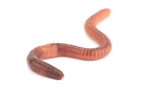 worm stock  pictures royalty  images istock