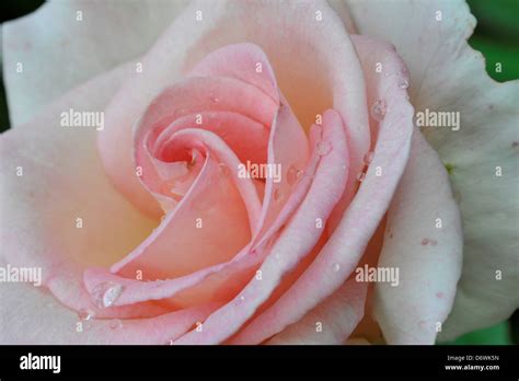 Growth promise hi-res stock photography and images - Alamy