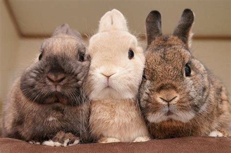 fave tag  friends  love cute animals