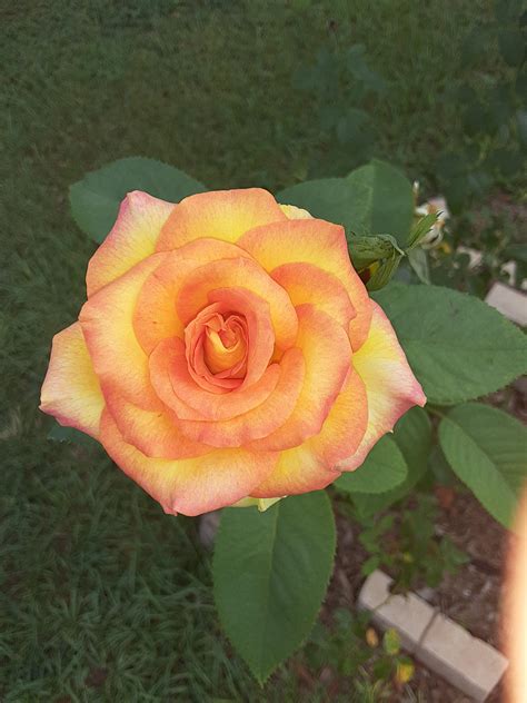 My rose Bush finally bloomed : r/gardening
