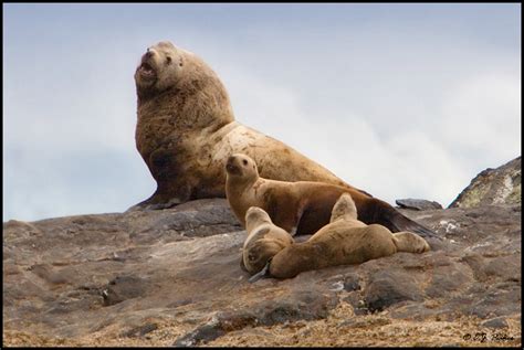 Steller Sea Lion Page