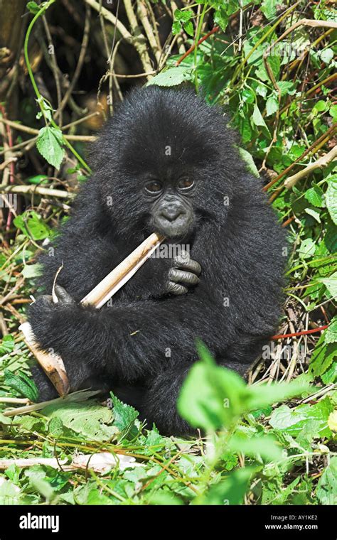Gorilla Gorilla Beringei junges Baby Berggorilla Essen Bambus im ...