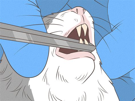 tips for hamster overweight without vet