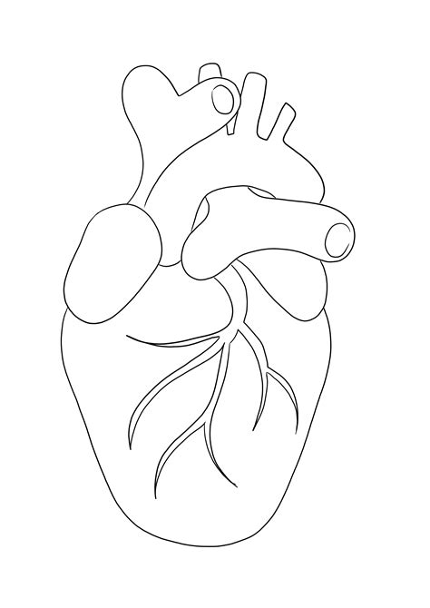 Printable Heart Anatomy Coloring Pages - prntbl.ieolayaherrera.edu.co