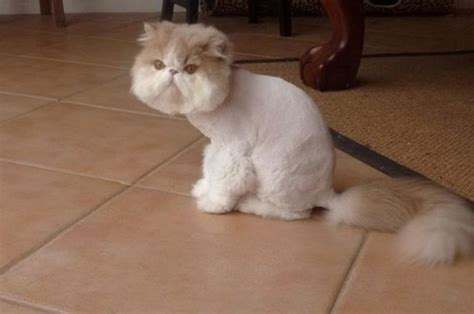 Persian Cat Lion Cut - Pets Lovers