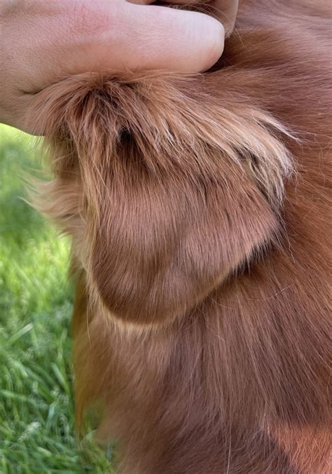 Ear hematoma -- indecision | Golden Retriever Dog Forums