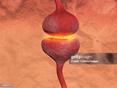 neurons   premium high res pictures getty images