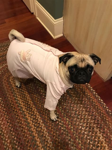 One way to keep your pug’s shedding under control.... | Scrolller