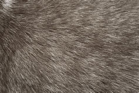 Gray Cat Fur Texture – Photos Public Domain