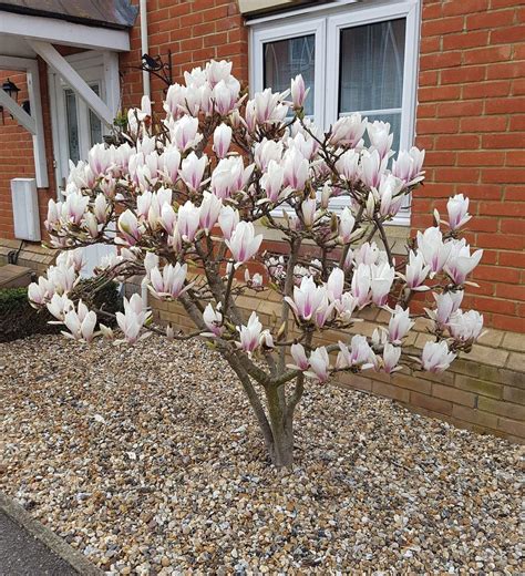 Magnolia Soulangeana (Магнилия Солангиана)