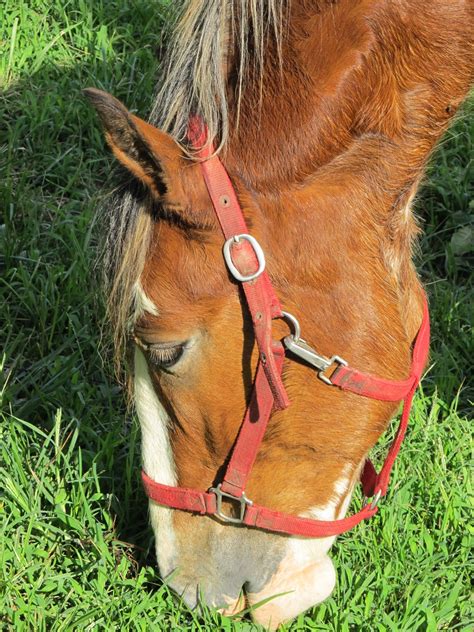Clydesdale Horse Close Up