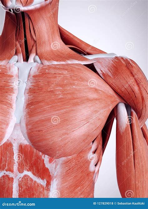 The breast muscle stock illustration. Illustration of health - 127829018