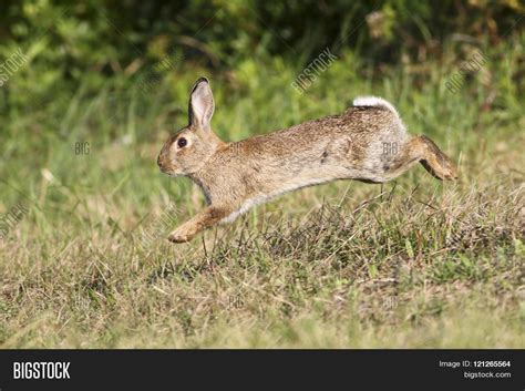 Wild Rabbit Jumping Image & Photo (Free Trial) | Bigstock