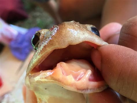 New Fanged Frog Species Discovered in Philippines | Biology | Sci-News.com