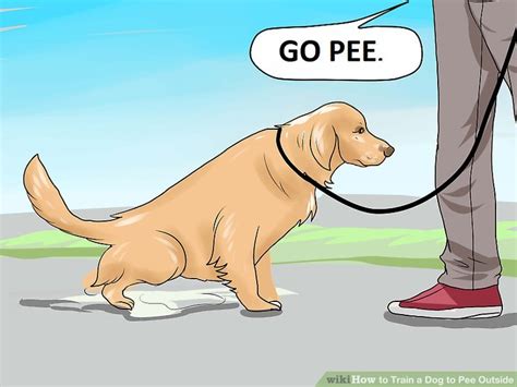 how do i train my dog to pee outside