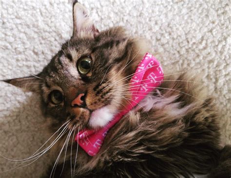 T-Mobile Tuesday’s! : r/aww