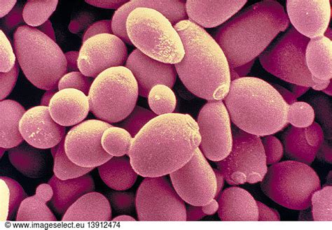 Saccharomyces cerevisiae yeast Saccharomyces cerevisiae yeast,baker's ...