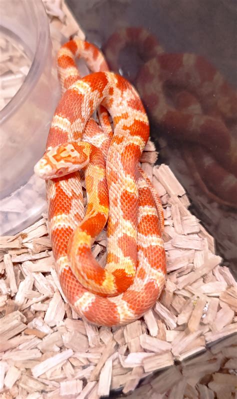 Corn Snake Albino - Rodent Kingdom Malta