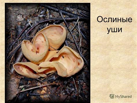 Презентация на тему: "Грибница, плодовые тела. Ведьмин круг загадки ...