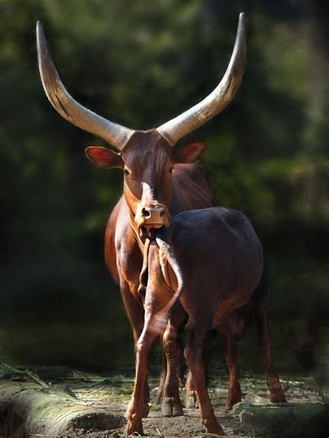 17 best images about Ankole Cattle on Pinterest | Horns, Africa and Cattle