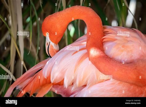 phoenicopterus ruber usa  res stock photography  images alamy