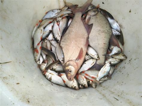 780 kg keszeg érkezett három horgászvízbe - Vasivizeken.hu ...