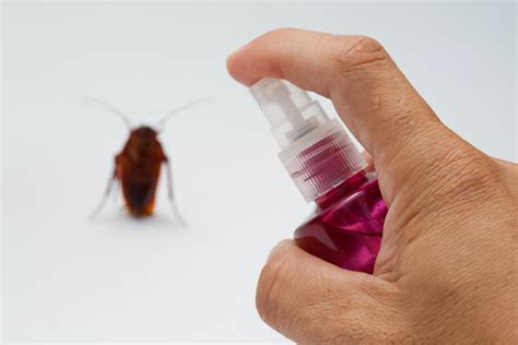 DIY Wood Roach Repellent: Natural Solutions for a Pest-Free Home ...