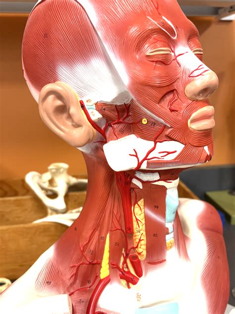 head neck anatomy  diagram quizlet