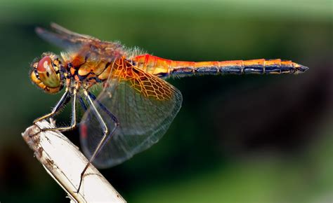 WHAT IS A DRAGONFLY? |The Garden of Eaden