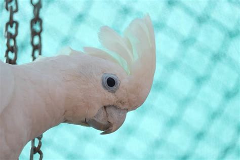 Umbrella Cockatoo: Traits, History, Food & Care (with Pictures) | Pet Keen