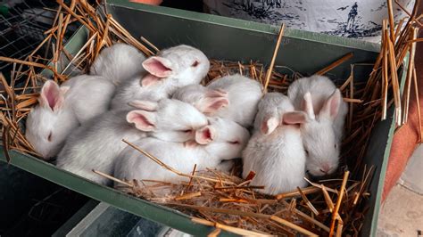 rabbit color genetics everbreed