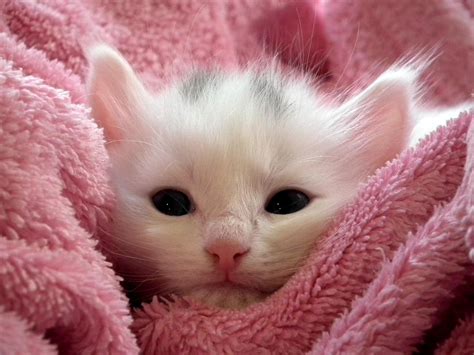 Foto De Gatos Fofos - 10