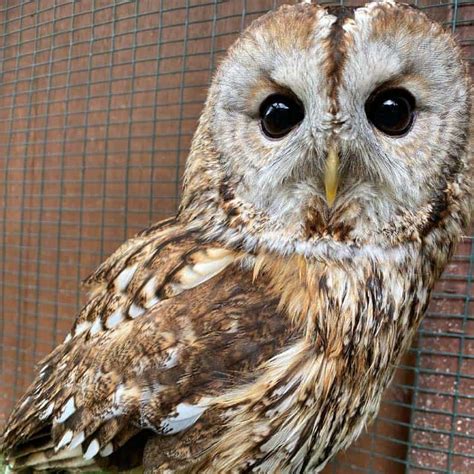 Tawny Owl Facts - The Owls Trust