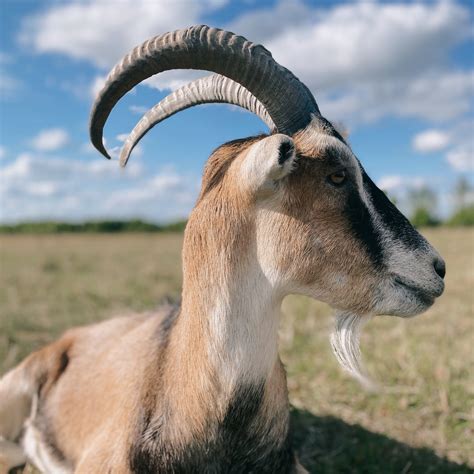 Yearly Resident Sponsorships — Iowa Farm Sanctuary