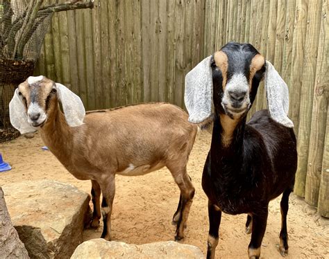 craigslist houston goats 1