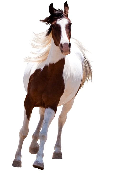 Cavalo PNG Para Download Gratuito