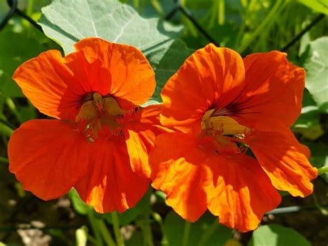 Nasturtium Flower: How to Plant, Grow and Care | Florgeous