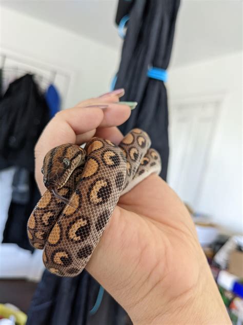 I saw everyone posting their BRBs. Here's mine! She's currently on