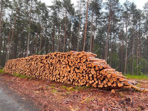 Premium Photo | Devastating effects of deforestation stumps and logs of