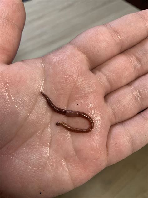 6 Insects You Can Find in Your Garden Soil | Your Indoor Herbs and Garden