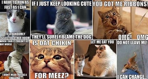 hilarious memes  cat lovers