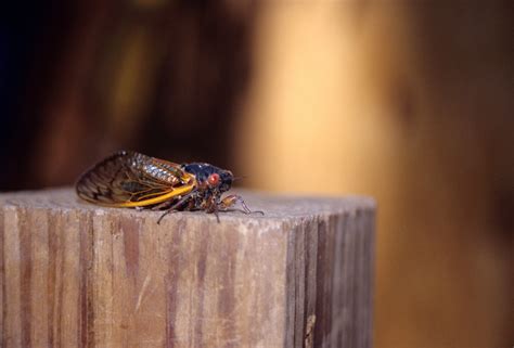 Periodical Cicada Emergence 2024 – Quality Science Labs