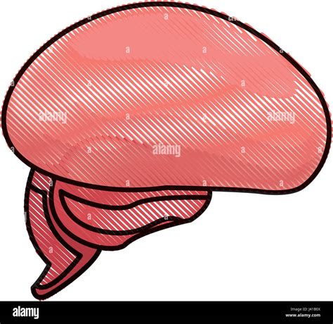 Brain Diagram Parts High Resolution Stock Photography and Images - Alamy